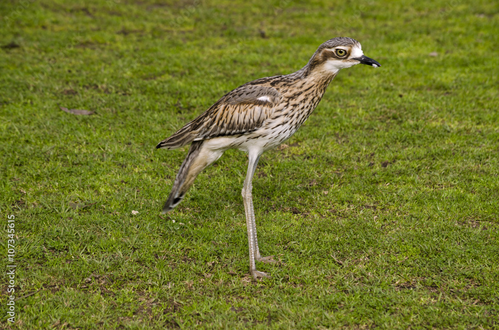 Fototapeta premium bush curlew