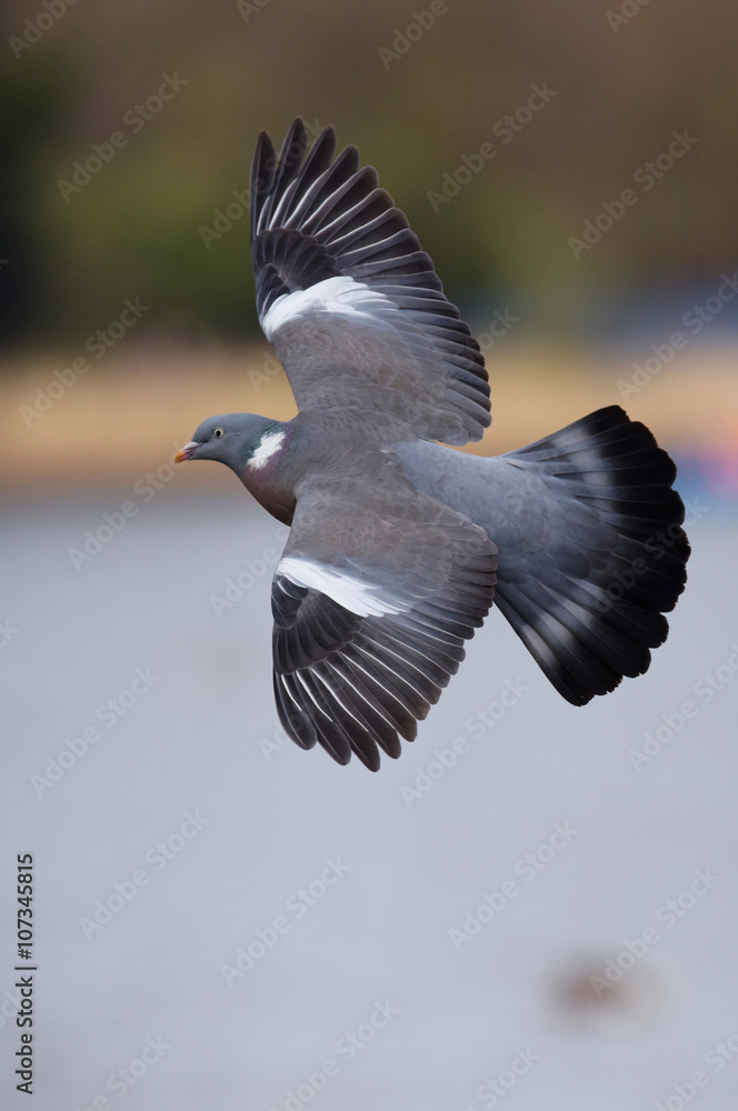 Common Wood Pigeon, Wood Pigeon, Columba palumbus Common Wood Pigeon, Wood Pigeon, Columba palumbus