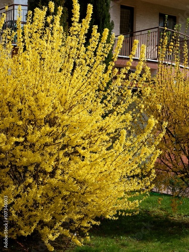 forsythia bush with yellow flowers