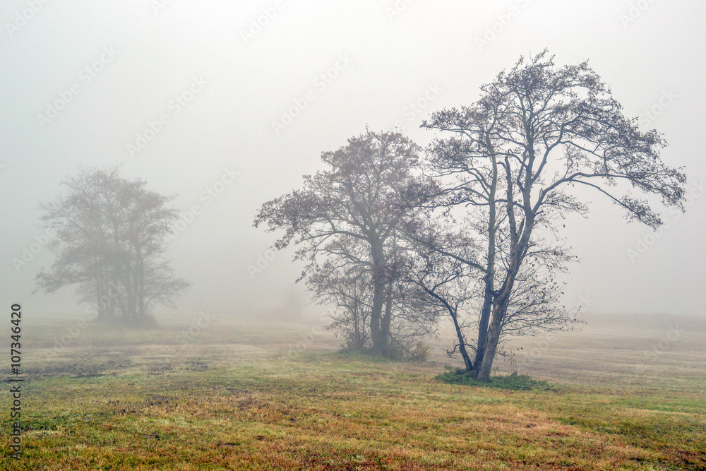 Fototapeta premium Awl trees in the fog,