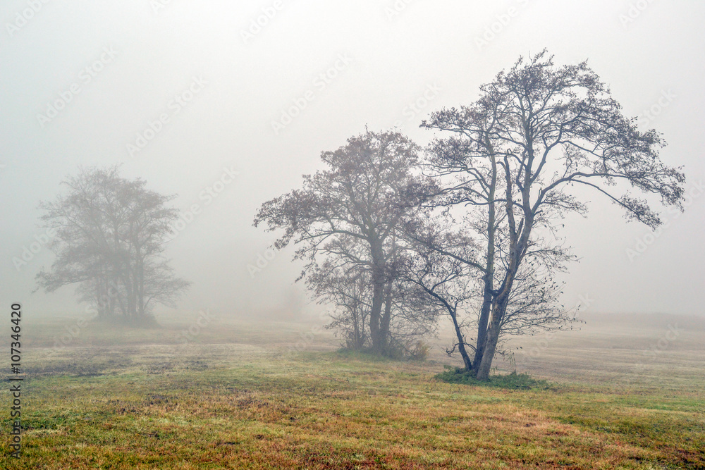 Awl trees in the fog,