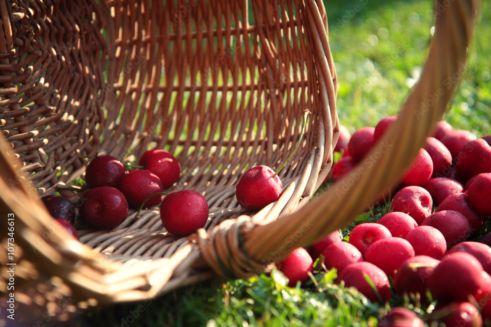 fresh sweet cherries garden