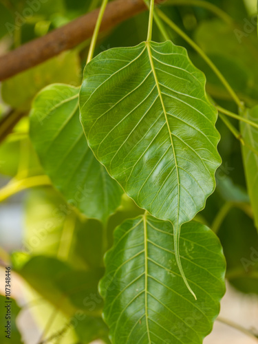 Wallpaper Mural Cordate leaf Torontodigital.ca