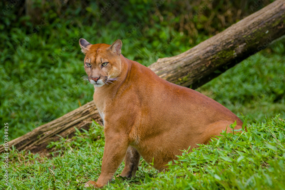 Stunning photo of majestic light brown colored puma wildcat sitting next to a fallen tree on grass surface