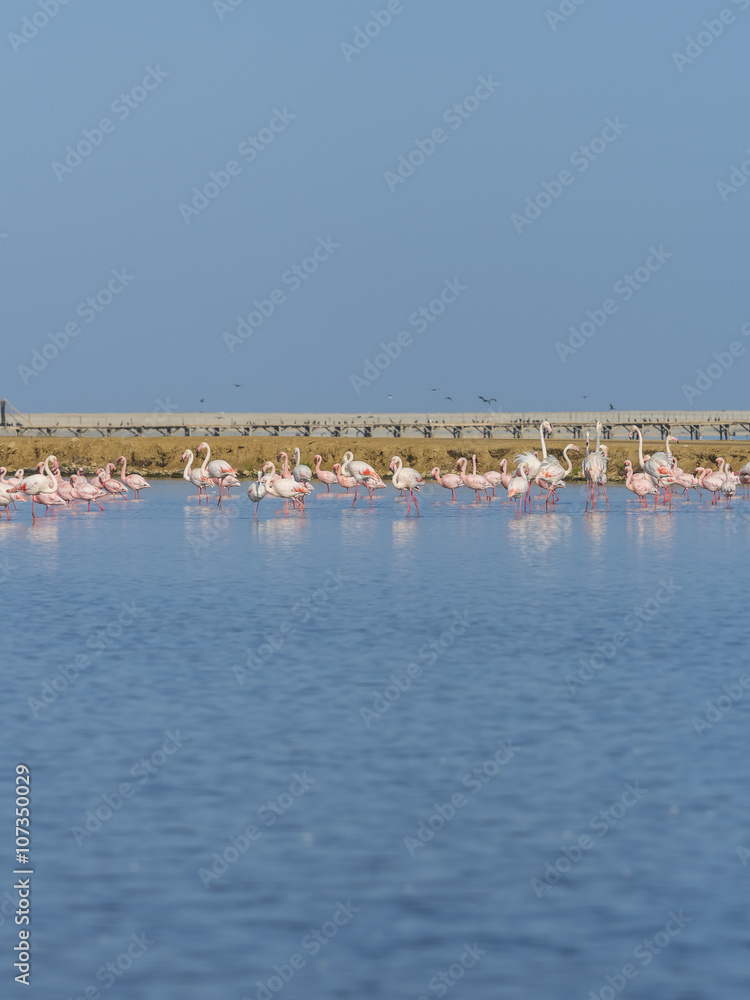 Rosa Flamingos (Phoenicopterus roseus) im Wasser, Region Swakopmund Namibia, Afrika