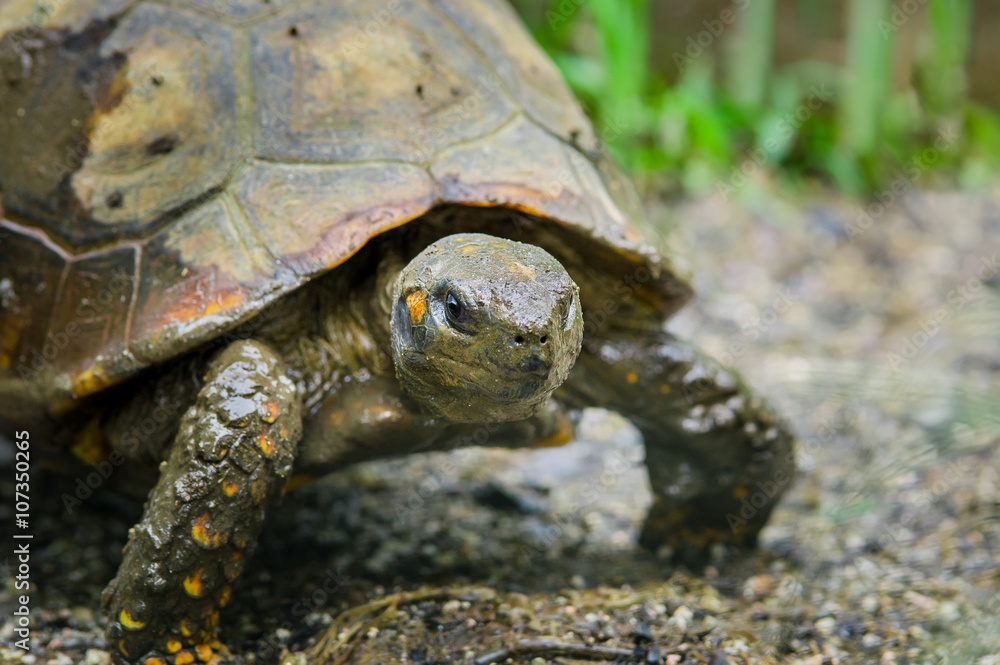 Fototapeta premium Closeup of beautiful green turtles head standing in natural habitat with right eyes clearly visible towards camera
