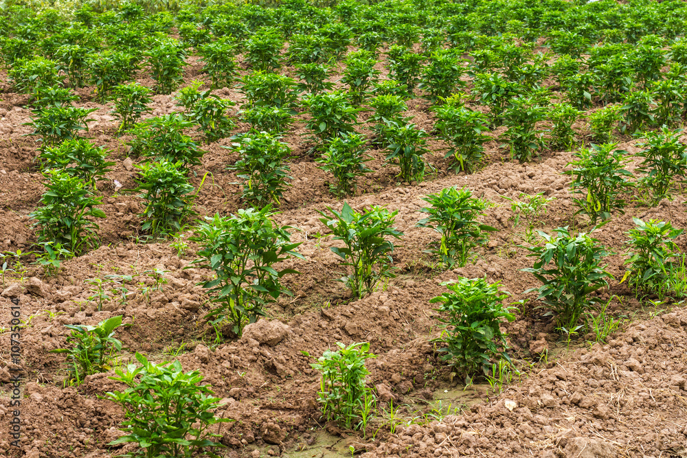 Pepper plantation soil. Pepper plantation soil.