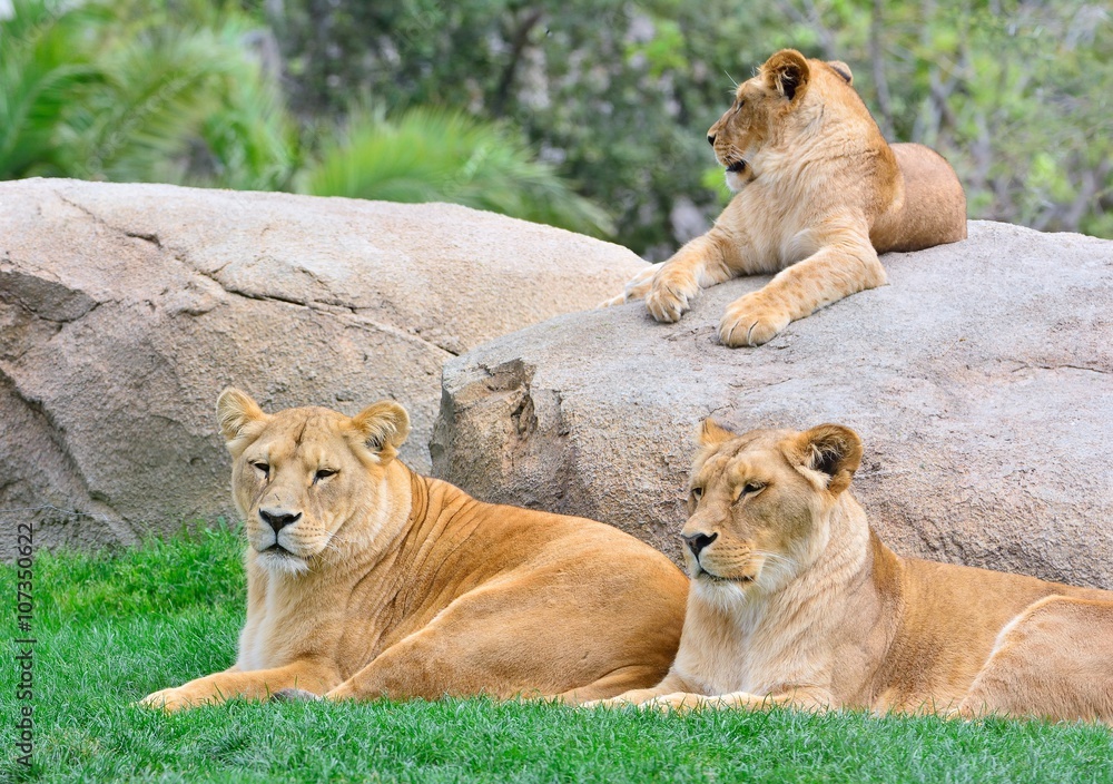 lionesses lying on green grass lionesses lying on green grass
