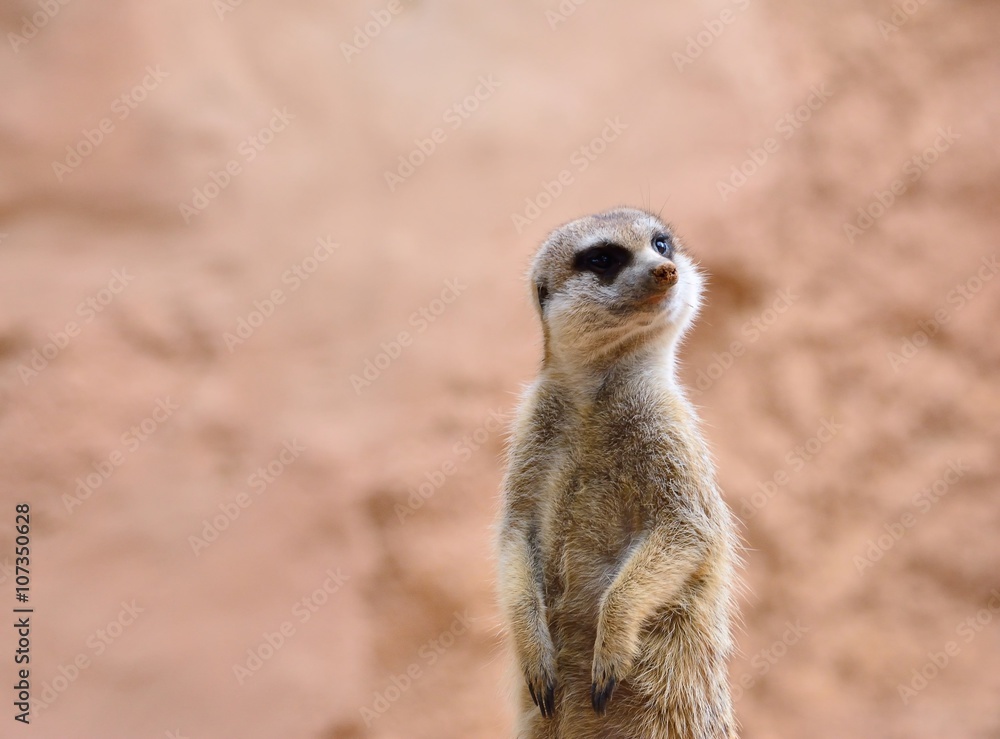 Suricate standing on rock Suricate standing on rock