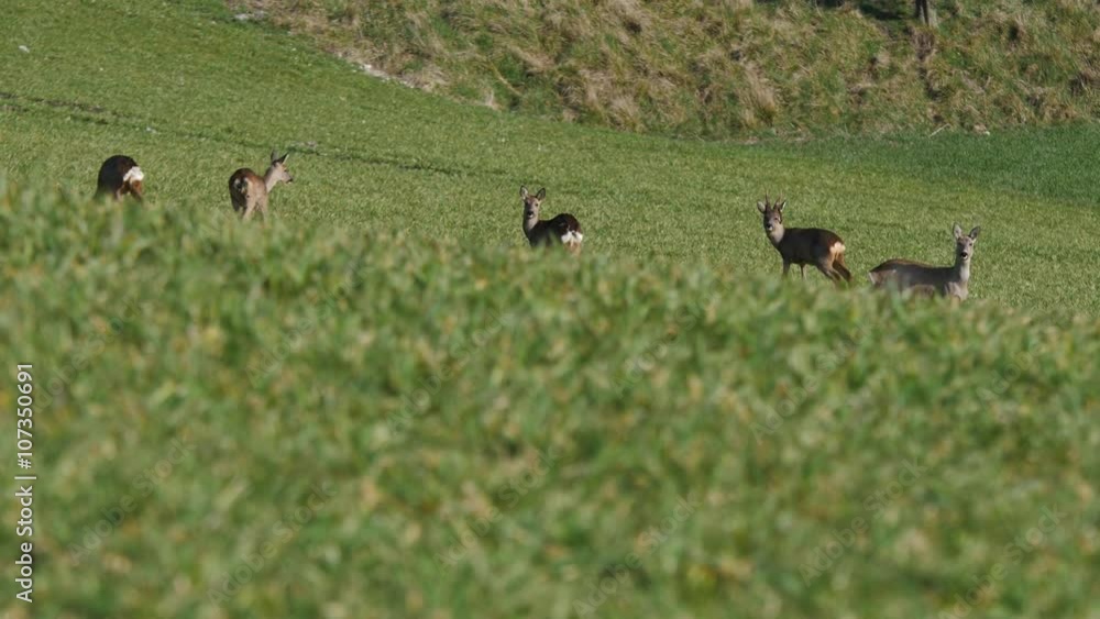groupe de chevreuils dans la campagne groupe de chevreuils dans la campagne