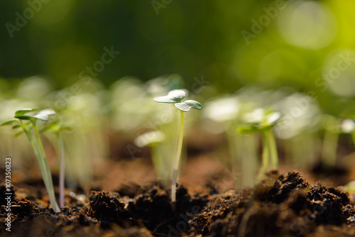 Group of green sprouts growing out from soil