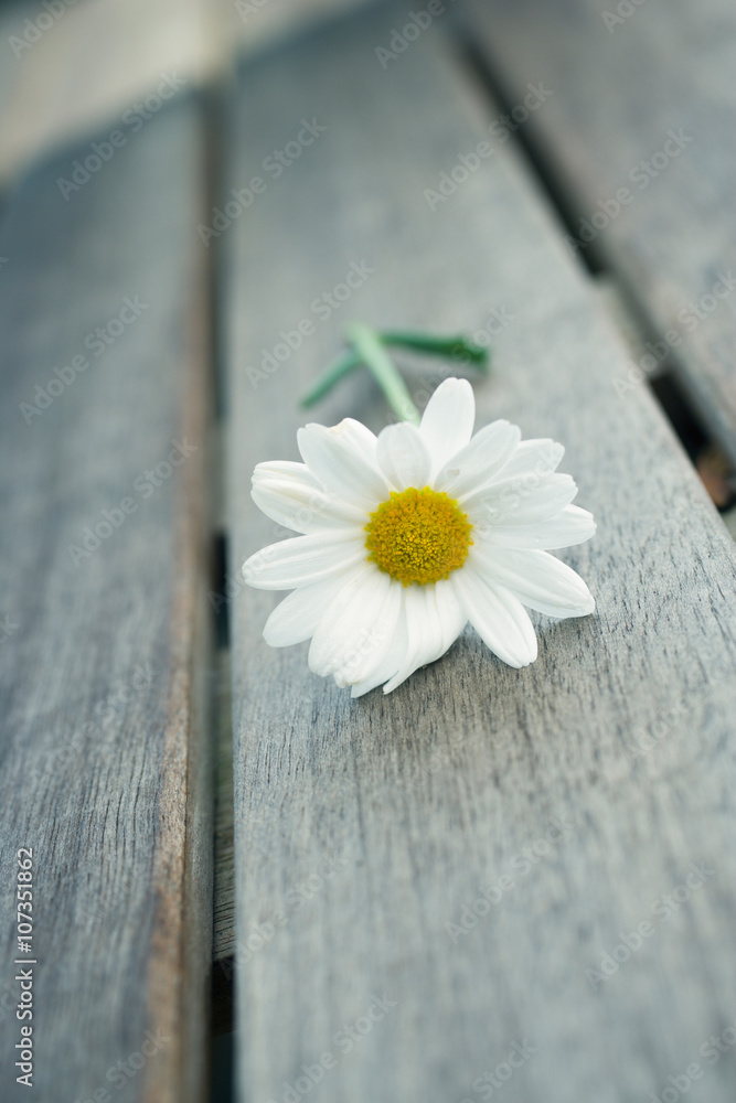 Obraz premium Single white gerber daisy on wooden table outdoors