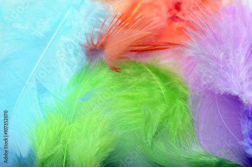 Some colored feathers