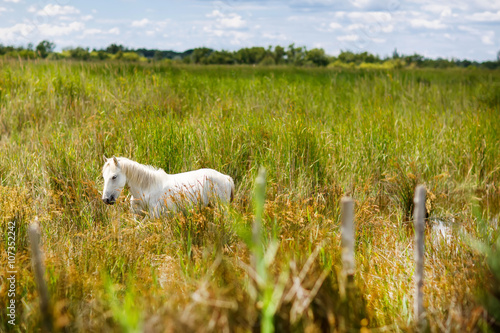 wild white horse of the Camargue, France,  © Irina Schmidt