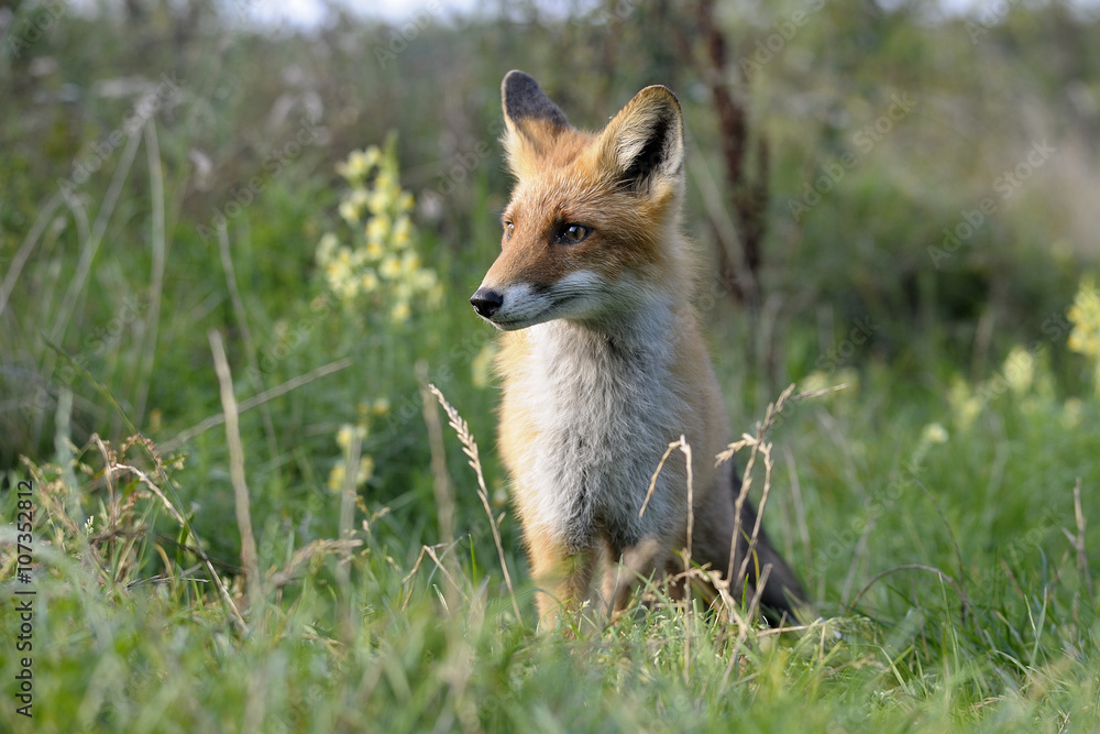 red fox after a lunch red fox after a lunch