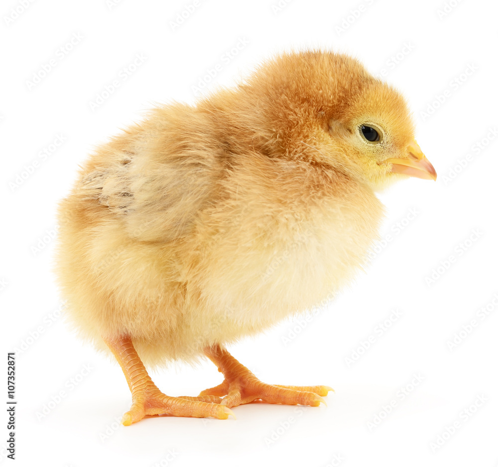 Fototapeta premium Small yellow chicken