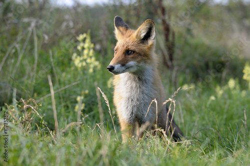 red fox after a lunch © Vladimir Prokaev