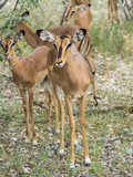 Impala, Schwarzfersenantilope, auch Schwarznasenimpala (Aepyceros melampus petersi), Weibchen, Ongaya Wild Reservat, Outja, Namibia, Afrika