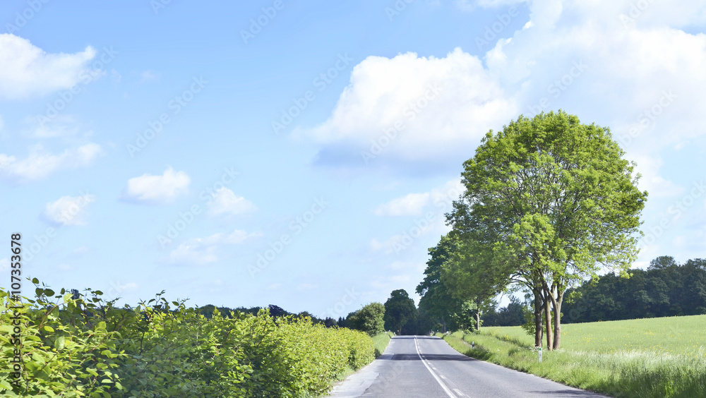 Panoramic view of a country road or highway in springtime. Summer scene with green trees and blue sky with fluffy clouds. Nature background.