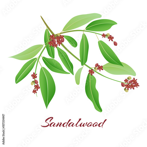 Sandalwood tree branch.