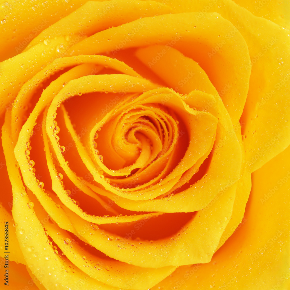 Yellow Rose Flower Yellow Rose Flower