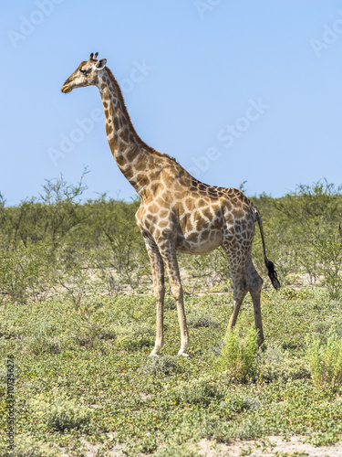 Giraffe  Giraffa camelopardalis    im Grasland  Okaukuejo  Etosha Nationalpark  Namibia  Afrika