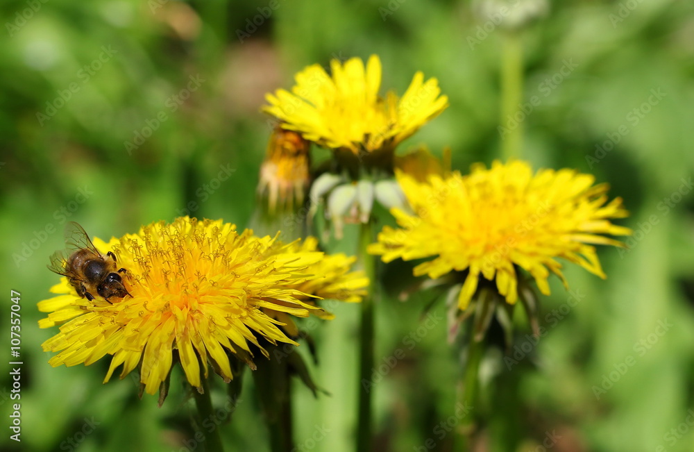 yellow dandelions and bee in green grass, taraxacum officinale, close up yellow dandelions and bee in green grass, taraxacum officinale, close up
