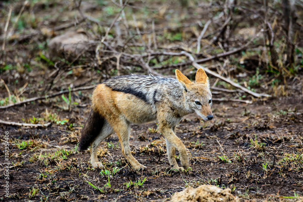 Obraz premium Black backed Jackal on the move