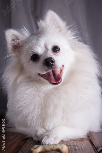White German Spitz Pomeranian sits on a wooden floor on gray background. The dog is smiling and looking at the camera, lies in the clutches of a bone. Free space for text