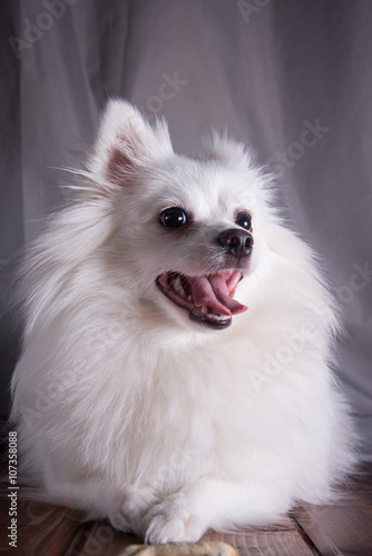 White German Spitz Pomeranian sits on a wooden floor on gray background. Dog posing, and the feet is the bone. Free space for text © rishdesign
