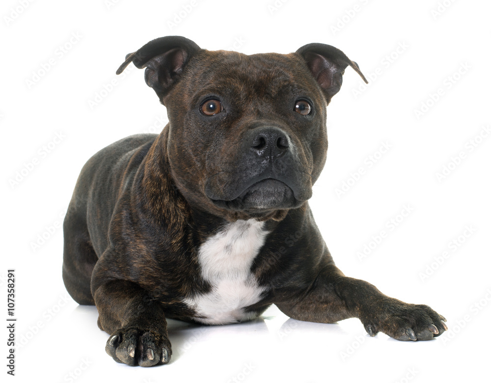 Obraz premium stafforshire bull terrier