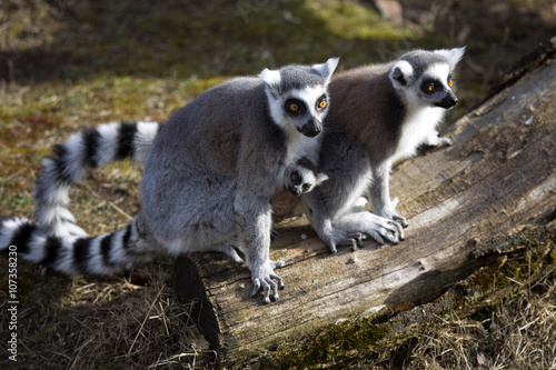 Ring-tailed Lemur, Lemur catta, live in families
