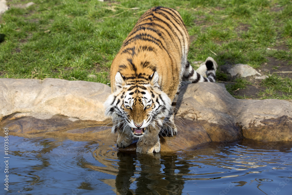 Fototapeta premium angry Amur tiger, Panthera tigris altaica