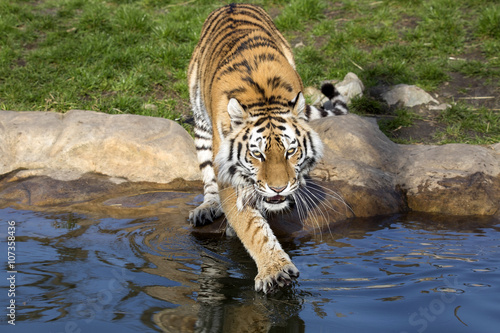 angry Amur tiger  Panthera tigris altaica  beating paws into the water