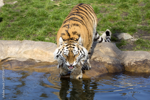 angry Amur tiger  Panthera tigris altaica