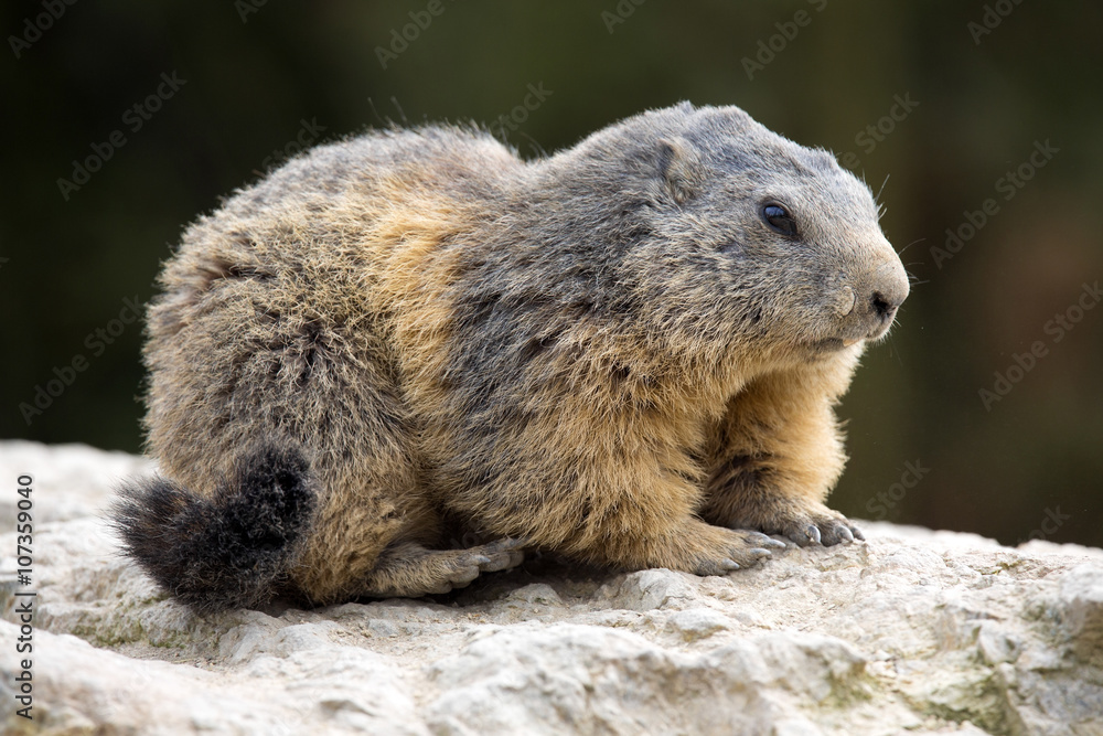 Alpine marmot, Marmota Marmota, one of the big rodents Alpine marmot, Marmota Marmota, one of the big rodents
