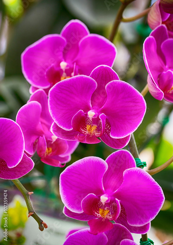 Fototapeta Naklejka Na Ścianę i Meble -  Pink phalaenopsis orchid flower