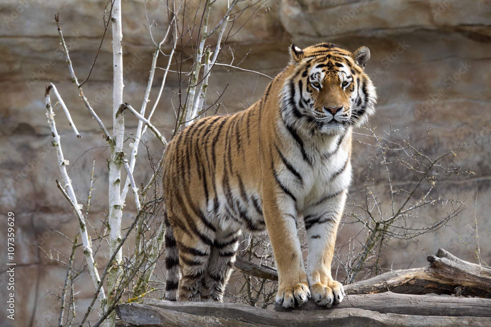 Naklejka premium Amur Tiger, Panthera tigris altaica, closely monitors nearby