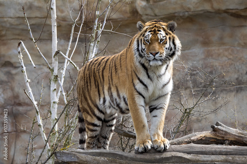 Fototapeta Naklejka Na Ścianę i Meble -  Amur Tiger, Panthera tigris altaica, closely monitors nearby