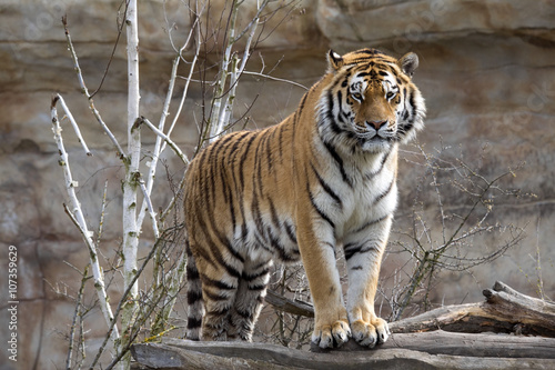 Fototapeta Naklejka Na Ścianę i Meble -  Amur Tiger, Panthera tigris altaica, closely monitors nearby