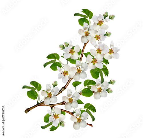 White pear flowers branch