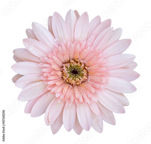 Fototapeta pink gerbera flower isolated on white with clipping path