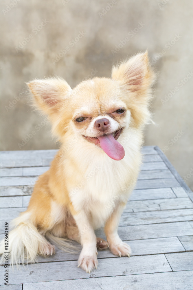 small body brown chihuahua dog sitting on wood table small body brown chihuahua dog sitting on wood table