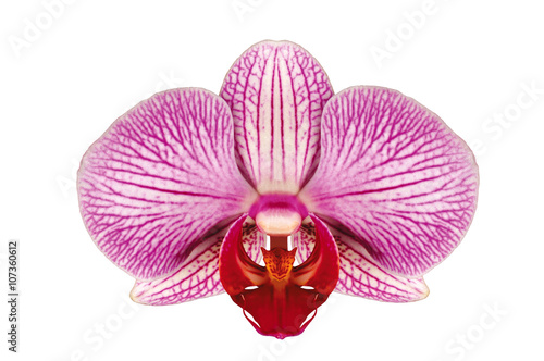 pink Orchid flower head close up isolated on white background