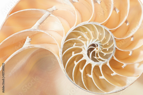 Nautilus shell section, perfect Fibonacci pattern background