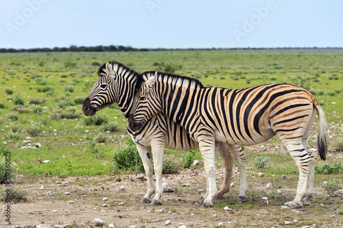 Zebra in Etosha  Namibia