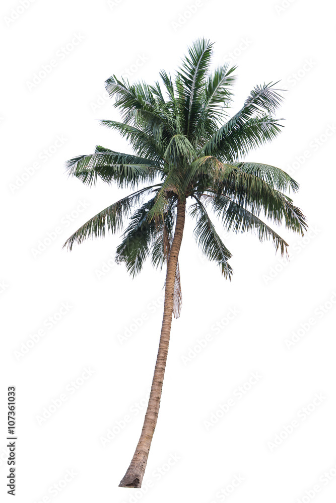 Obraz premium Coconut on a white background