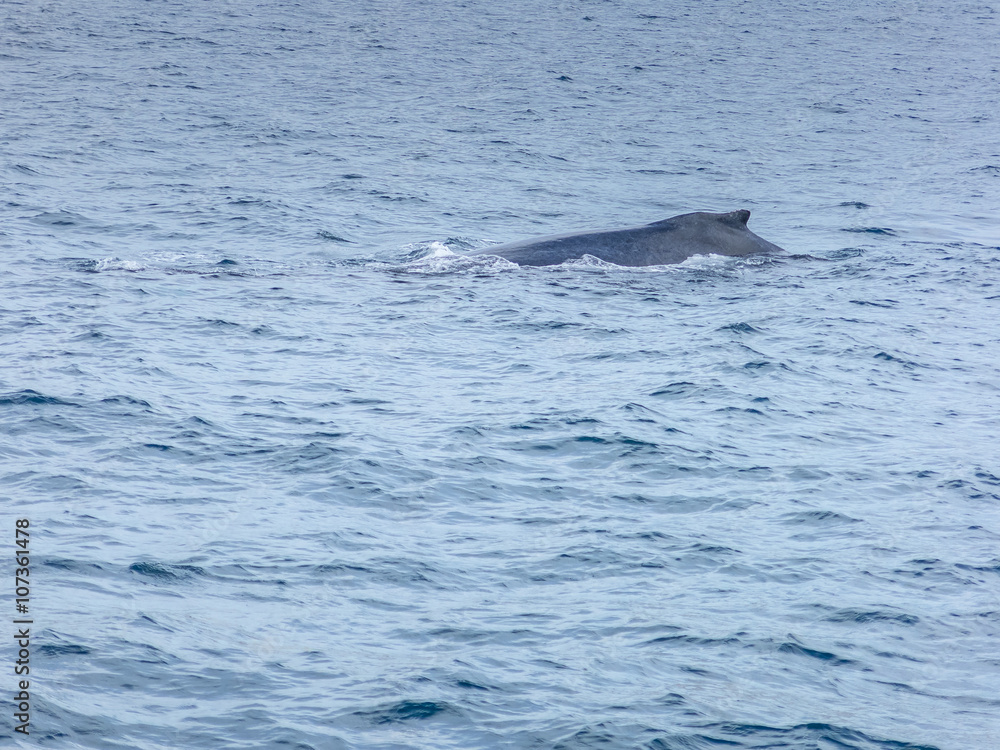 Fototapeta premium whale watching on The Pacific Ocean in Cabo San Lucas Mexico