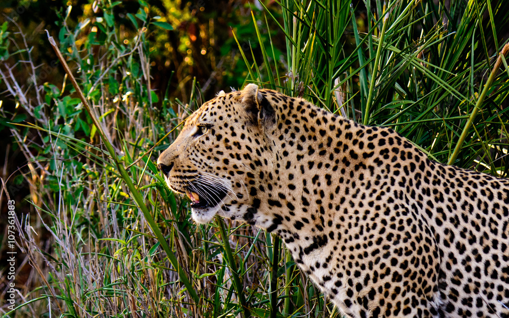 Head and shoulders of a male Leopard Head and shoulders of a male Leopard