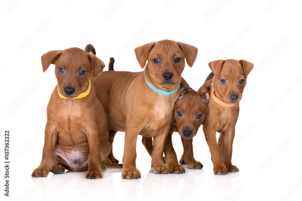 group of miniature pinscher puppies